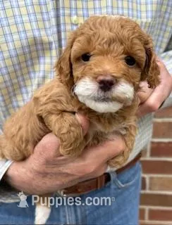 Sweet Pea – Miniature Goldendoodle puppy for sale in Conroe, TX
