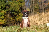 Maverick, a male Boxer for sale in Sugarcreek, OH – 2 of 7
