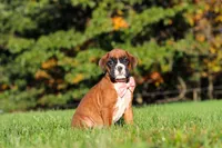 Roxy, a female Boxer for sale in Sugarcreek, OH – 3 of 9