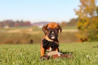Rocky, a male Boxer for sale in Sugarcreek, OH – 5 of 10