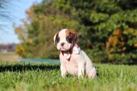 Josie, a female Boxer for sale in Sugarcreek, OH – 6 of 7