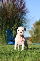 Bonnie, a female Boxer for sale in Sugarcreek, OH – 8 of 9