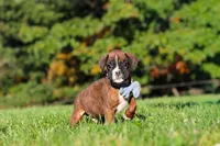 Benji, a male Boxer for sale in Sugarcreek, OH – 4 of 10