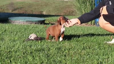Roxy, a female Boxer for sale in Sugarcreek, OH – 9 of 9
