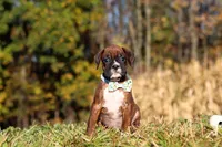 Maverick, a male Boxer for sale in Sugarcreek, OH – 3 of 7