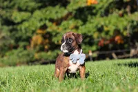 Benji, a male Boxer for sale in Sugarcreek, OH – 5 of 10