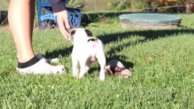 Bonnie, a female Boxer for sale in Sugarcreek, OH – 9 of 9