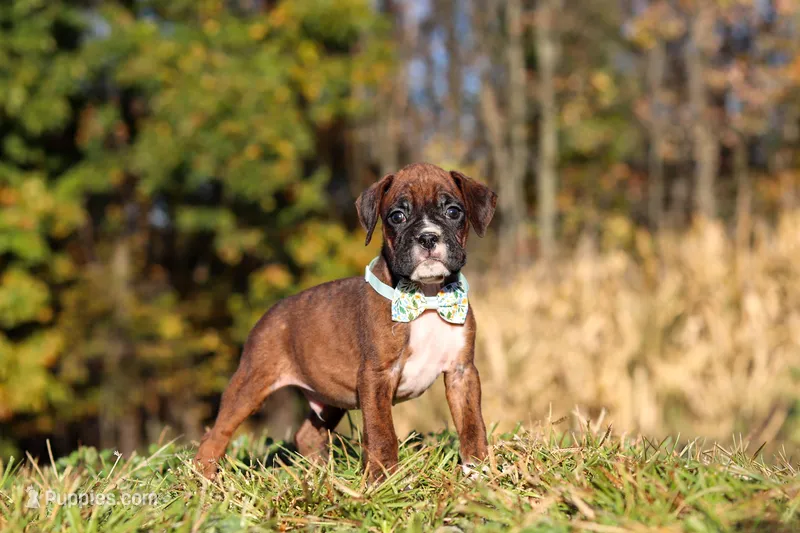 Maverick – Boxer puppy for sale in Sugarcreek, OH