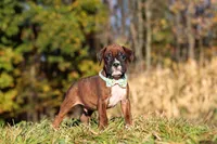 Maverick, a male Boxer for sale in Sugarcreek, OH – 1 of 7
