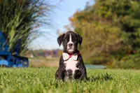 Winnie, a female Boxer for sale in Sugarcreek, OH – 1 of 8