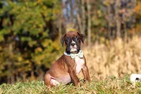 Maverick, a male Boxer for sale in Sugarcreek, OH – 4 of 7