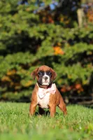 Roxy, a female Boxer for sale in Sugarcreek, OH – 2 of 9