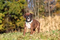 Maverick, a male Boxer for sale in Sugarcreek, OH – 5 of 7