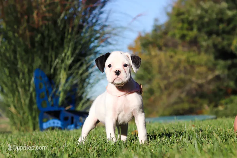 Bonnie – Boxer puppy for sale in Sugarcreek, OH