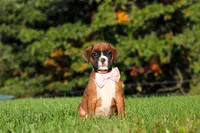 Roxy, a female Boxer for sale in Sugarcreek, OH – 4 of 9