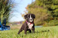 Winnie, a female Boxer for sale in Sugarcreek, OH – 3 of 8