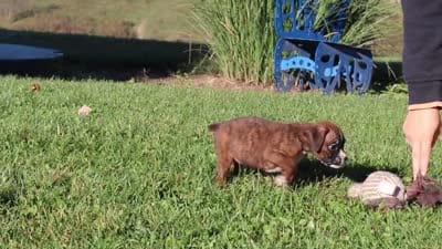 Benji, a male Boxer for sale in Sugarcreek, OH – 10 of 10