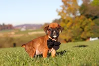 Rocky, a male Boxer for sale in Sugarcreek, OH – 6 of 10