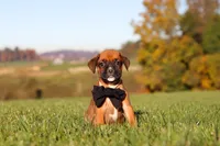 Rocky, a male Boxer for sale in Sugarcreek, OH – 8 of 10