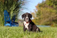 Winnie, a female Boxer for sale in Sugarcreek, OH – 2 of 8