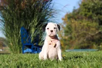Bonnie, a female Boxer for sale in Sugarcreek, OH – 2 of 9