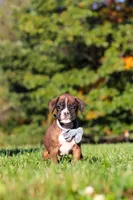 Benji, a male Boxer for sale in Sugarcreek, OH – 3 of 10