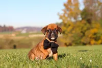 Rocky, a male Boxer for sale in Sugarcreek, OH – 2 of 10