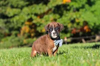 Benji, a male Boxer for sale in Sugarcreek, OH – 2 of 10