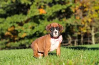 Roxy, a female Boxer for sale in Sugarcreek, OH – 5 of 9