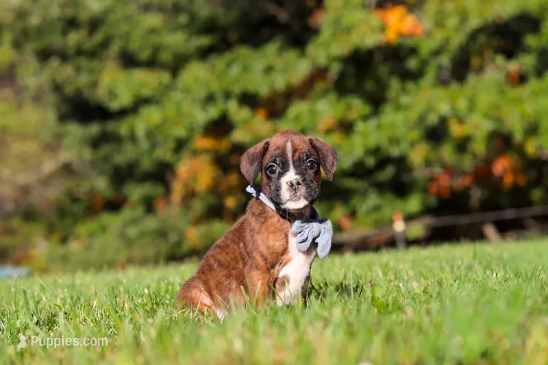 Benji – Boxer puppy for sale in Sugarcreek, OH