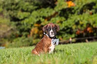 Benji, a male Boxer for sale in Sugarcreek, OH – 1 of 10