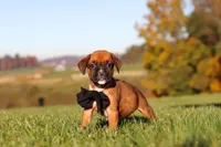 Rocky, a male Boxer for sale in Sugarcreek, OH – 4 of 10