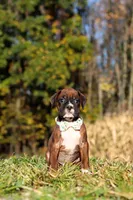 Maverick, a male Boxer for sale in Sugarcreek, OH – 6 of 7
