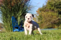 Bonnie, a female Boxer for sale in Sugarcreek, OH – 4 of 9