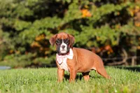 Roxy, a female Boxer for sale in Sugarcreek, OH – 6 of 9