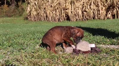 Maverick, a male Boxer for sale in Sugarcreek, OH – 7 of 7