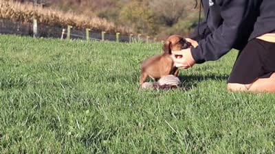 Rocky, a male Boxer for sale in Sugarcreek, OH – 10 of 10