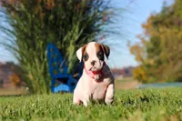 Josie, a female Boxer for sale in Sugarcreek, OH – 3 of 7