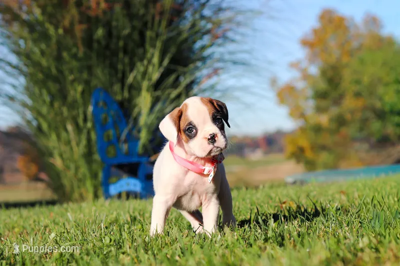 Josie – Boxer puppy for sale in Sugarcreek, OH