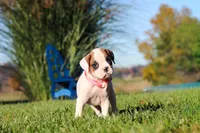 Josie, a female Boxer for sale in Sugarcreek, OH – 1 of 7