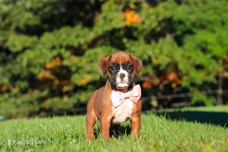 Roxy – Boxer puppy for sale in Sugarcreek, OH