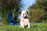 Bonnie, a female Boxer for sale in Sugarcreek, OH – 5 of 9