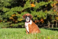 Roxy, a female Boxer for sale in Sugarcreek, OH – 7 of 9