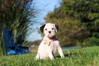 Bonnie, a female Boxer for sale in Sugarcreek, OH – 6 of 9