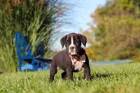 Winnie, a female Boxer for sale in Sugarcreek, OH – 6 of 8