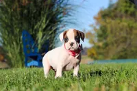 Josie, a female Boxer for sale in Sugarcreek, OH – 2 of 7