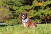 Benji, a male Boxer for sale in Sugarcreek, OH – 7 of 10