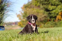 Winnie, a female Boxer for sale in Sugarcreek, OH – 5 of 8