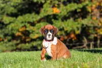 Roxy, a female Boxer for sale in Sugarcreek, OH – 8 of 9