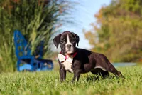 Winnie, a female Boxer for sale in Sugarcreek, OH – 7 of 8